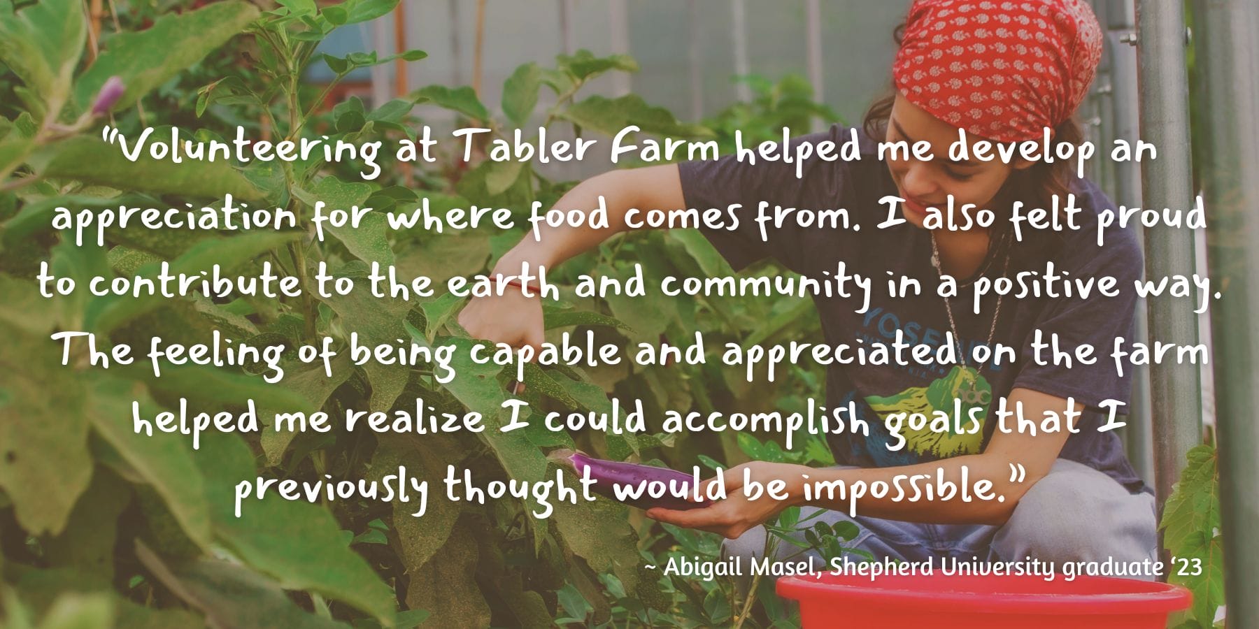 volunteer harvesting eggplants with a written testimony