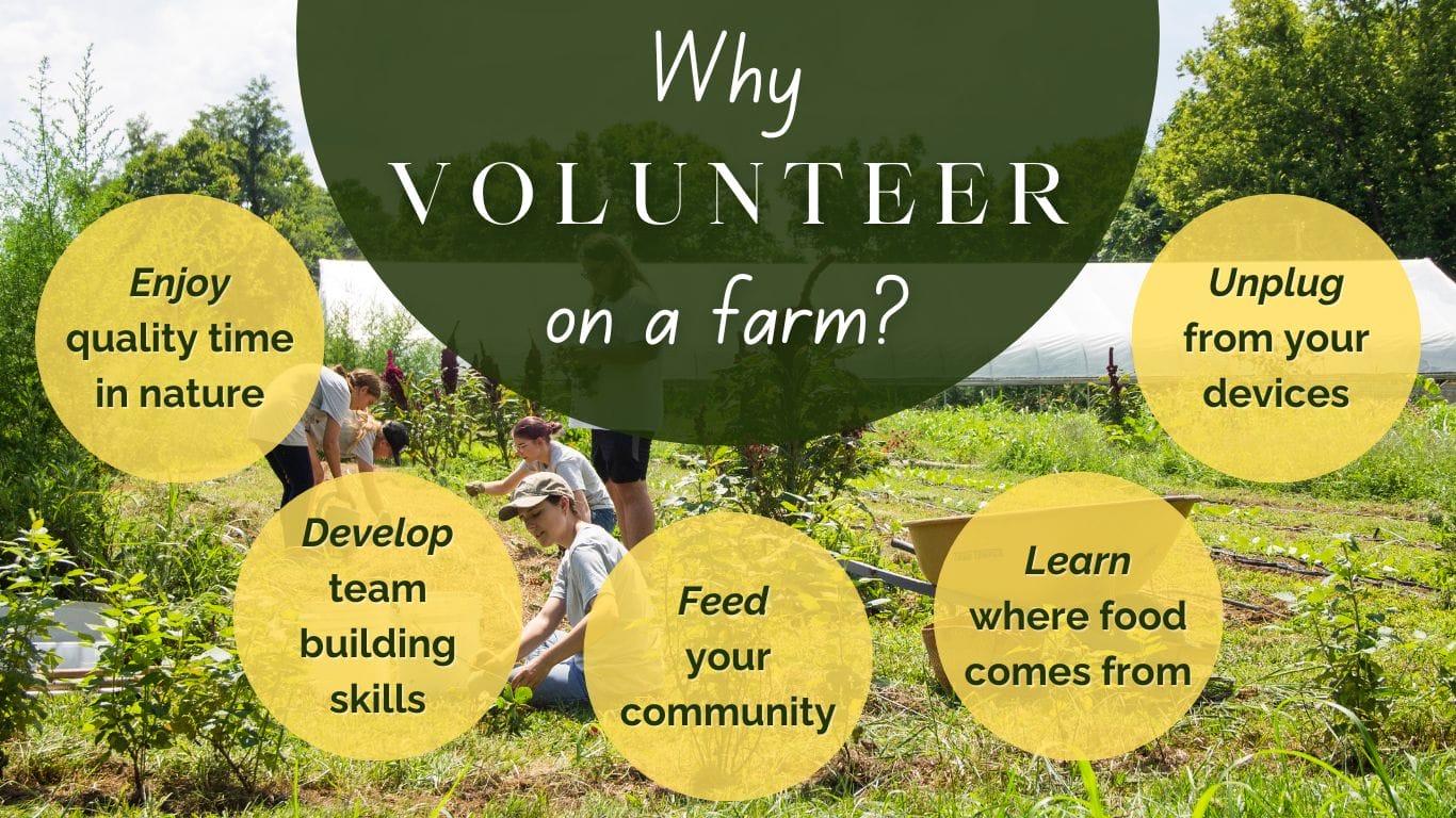 why volunteer at tabler