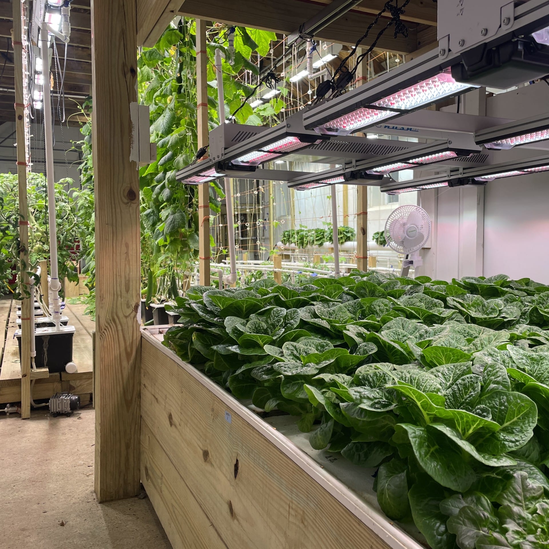 aquaponics