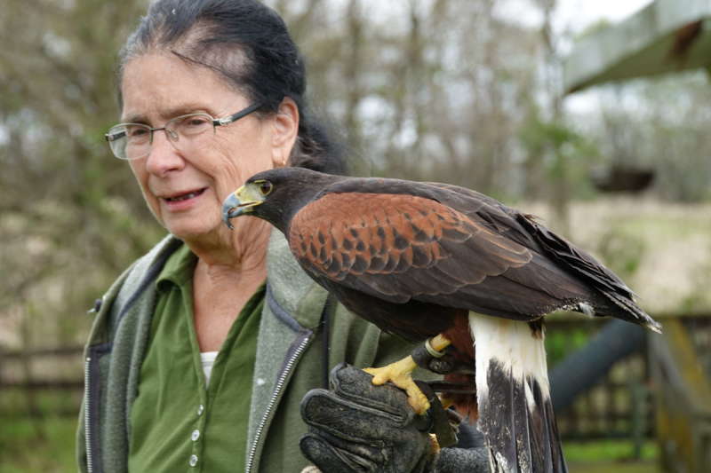 Trego Mountain Nature Center owner and master falconer Dina Spanomanolis shows off her Harris hawk Steady. Harris hawks, which hail from the southwest, are the only birds of prey that hunt in packs.  (photo credit Ken Molenda)