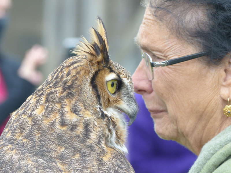 Hector, a great horned owl, showed his affection for his handler Spanomanolis. Although raptors are dangerous hunters, Spanomanolis admits to “babying” the birds in her care. 